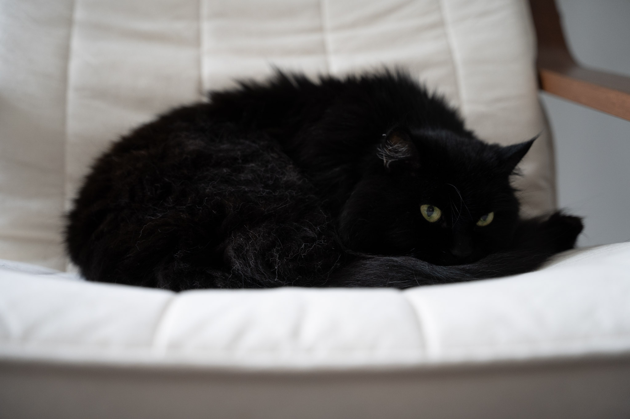 KitKat - foto 188