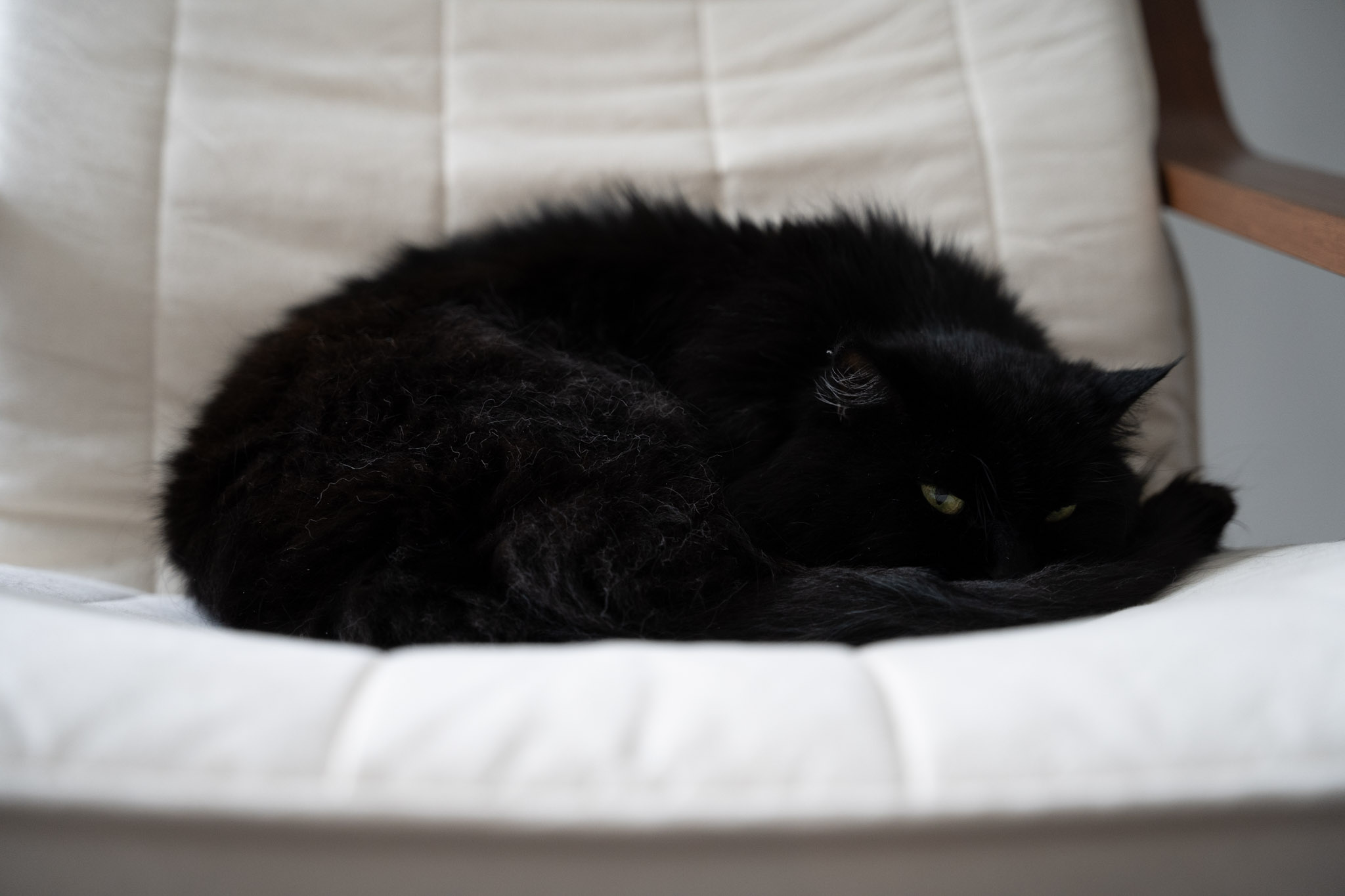 KitKat - foto 190