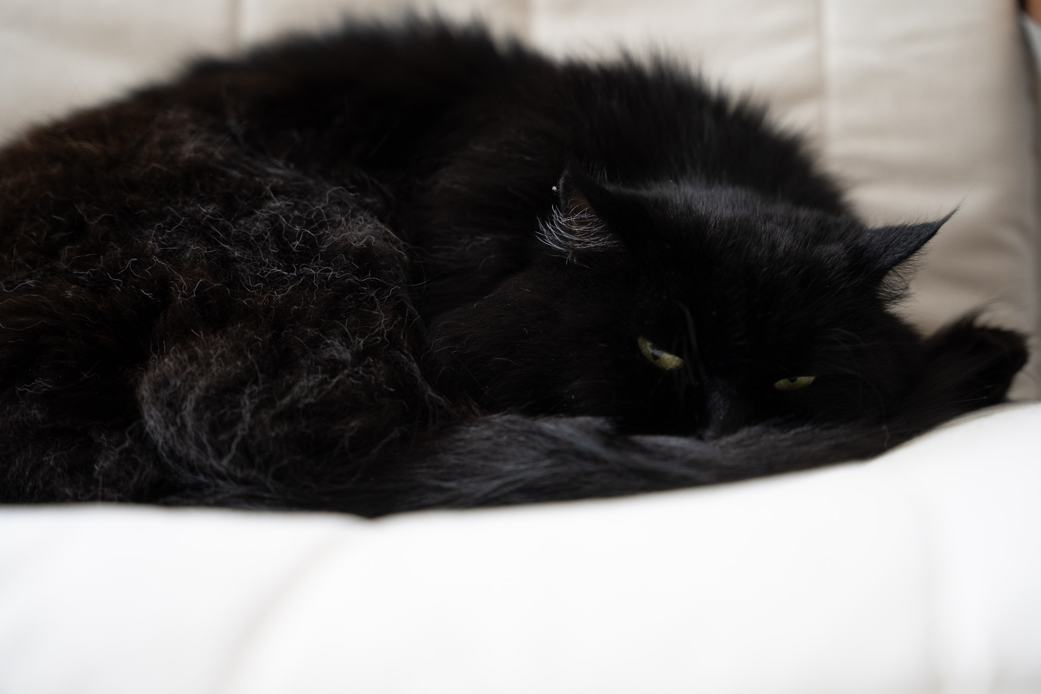 KitKat - foto 193