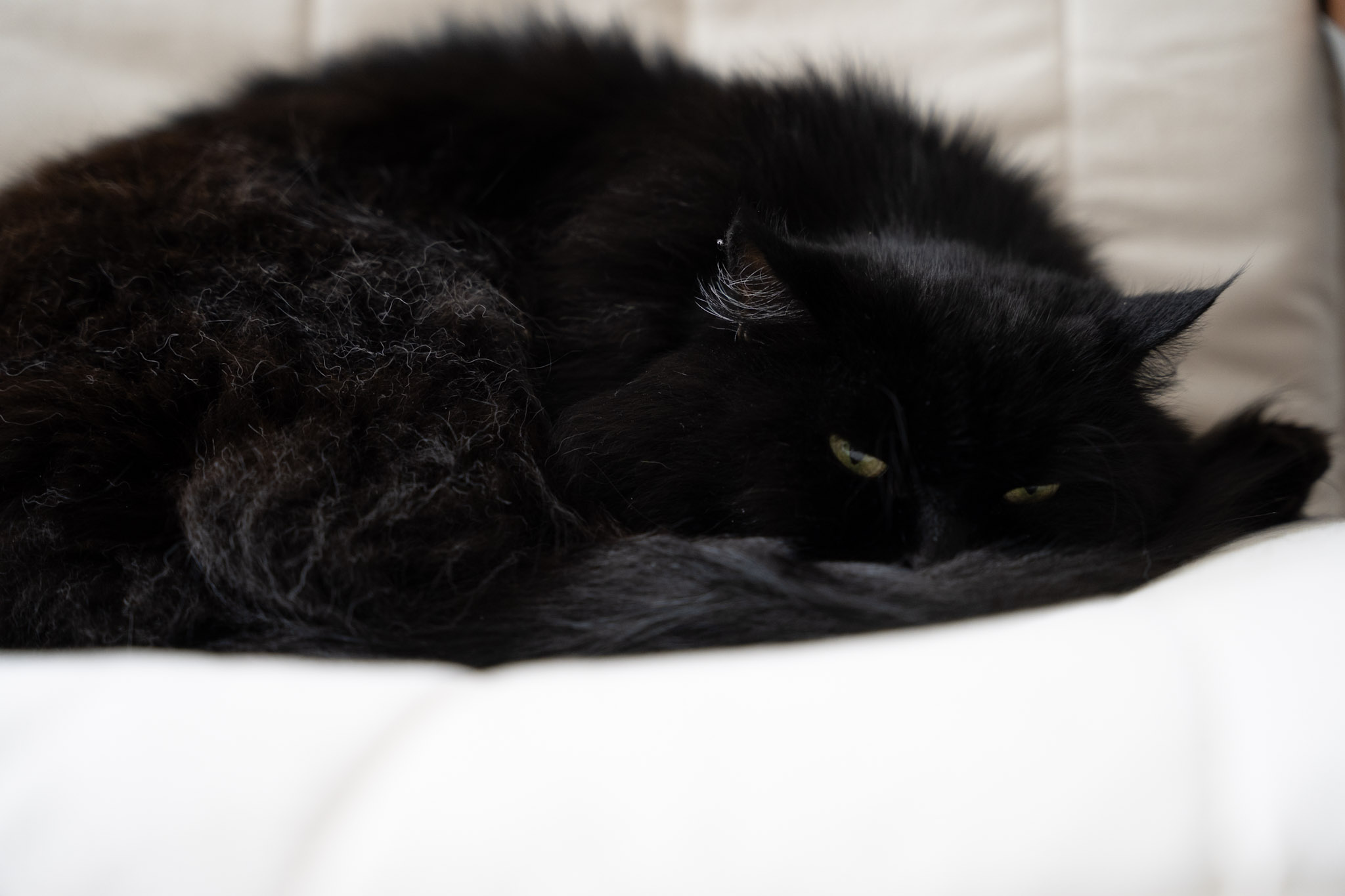 KitKat - foto 194