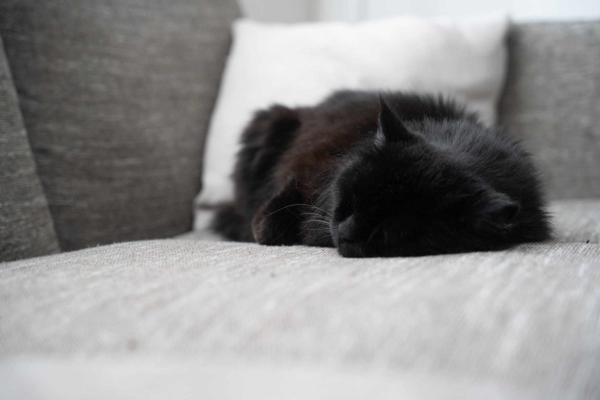 KitKat - foto 198